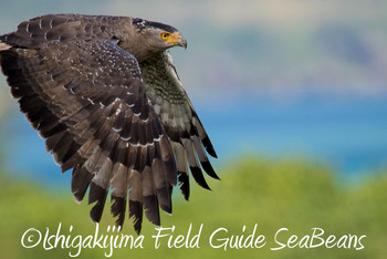 Crested Serpent Eagle Ishigaki Island Fri, 11/30/2018