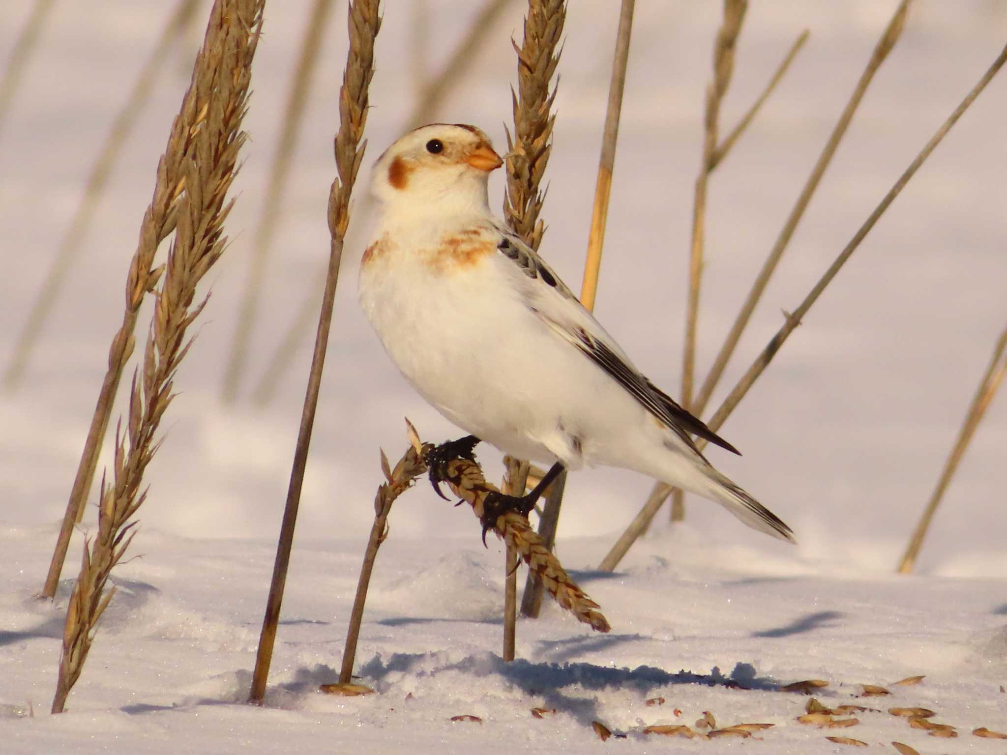 Snow Bunting