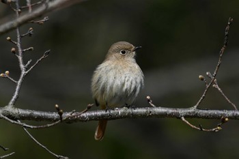 ジョウビタキ 加木屋緑地 2024年2月24日(土)