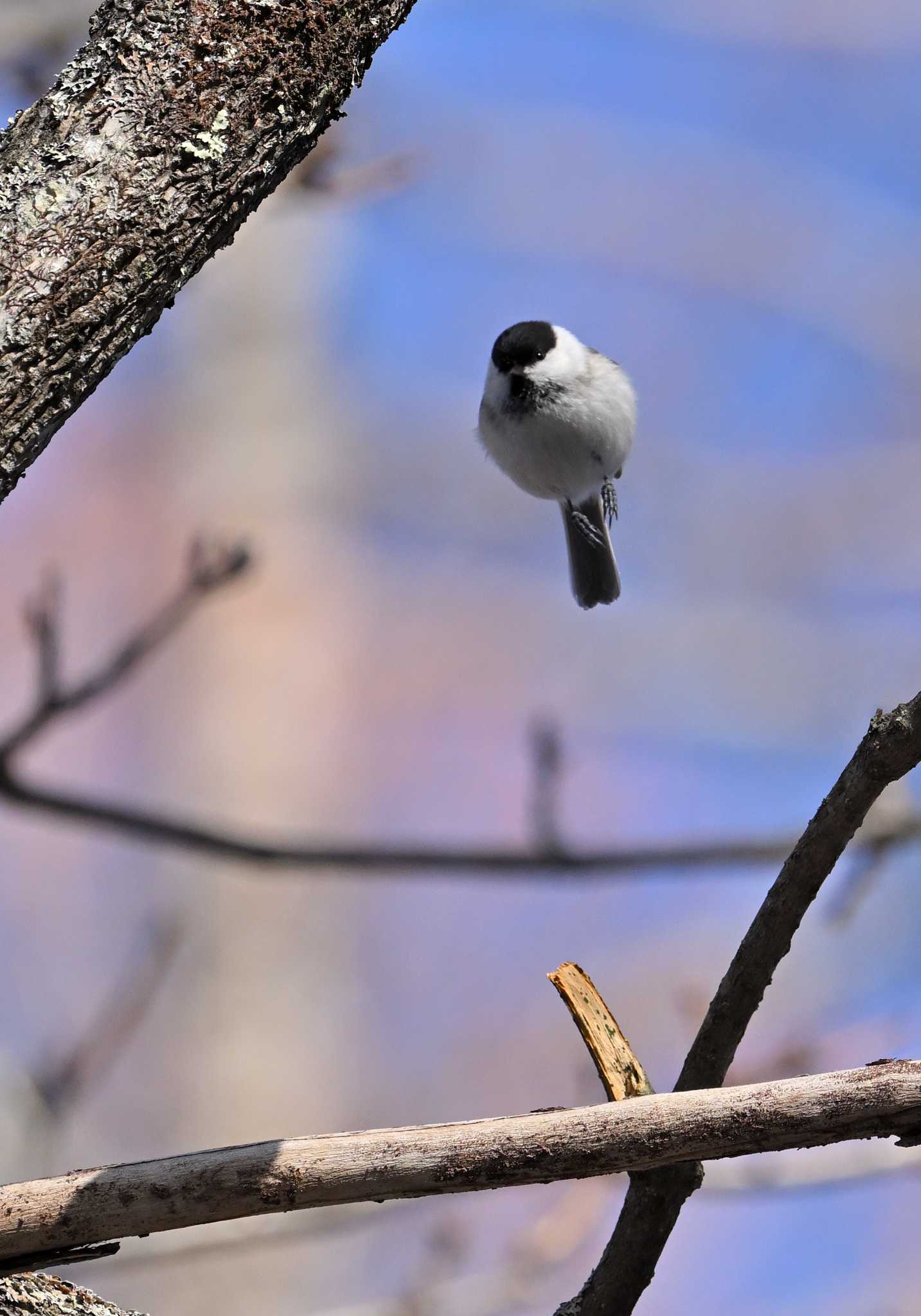 Photo of Willow Tit at Senjogahara Marshland by ヤマガラ専科