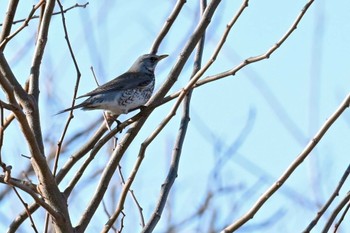 ノハラツグミ 群馬県 2024年2月26日(月)