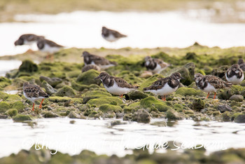 Ruddy Turnstone Ishigaki Island Fri, 11/30/2018