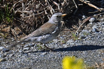 Fieldfare 群馬県 Mon, 2/26/2024