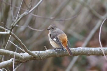 Daurian Redstart Arima Fuji Park Sun, 2/18/2024