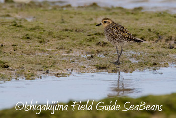 Pacific Golden Plover Ishigaki Island Fri, 11/30/2018