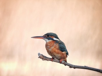 Common Kingfisher 多々良沼 Sun, 2/11/2024