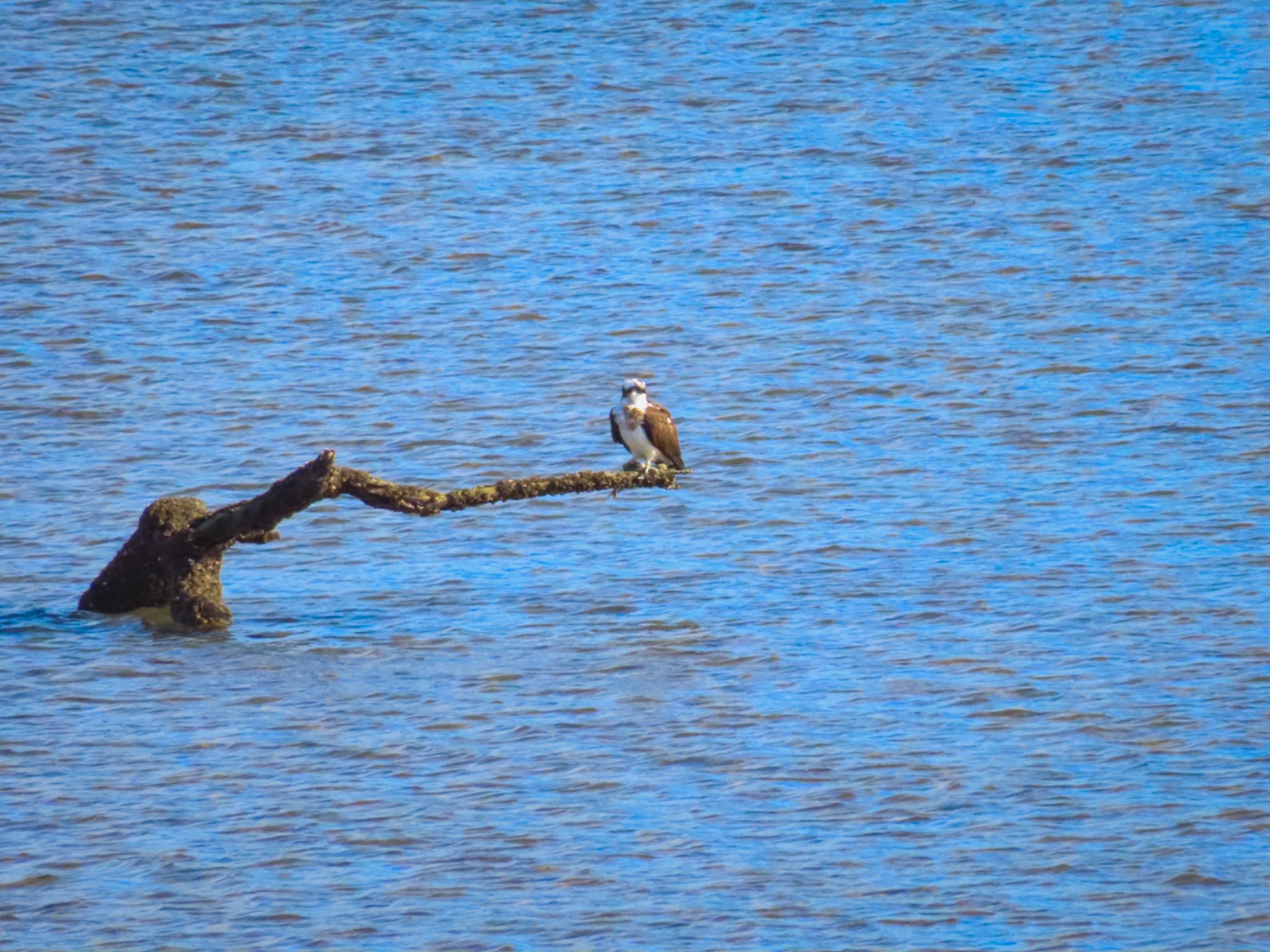 Photo of Osprey at  by risa
