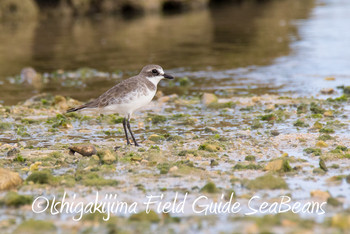 Siberian Sand Plover Ishigaki Island Fri, 11/30/2018