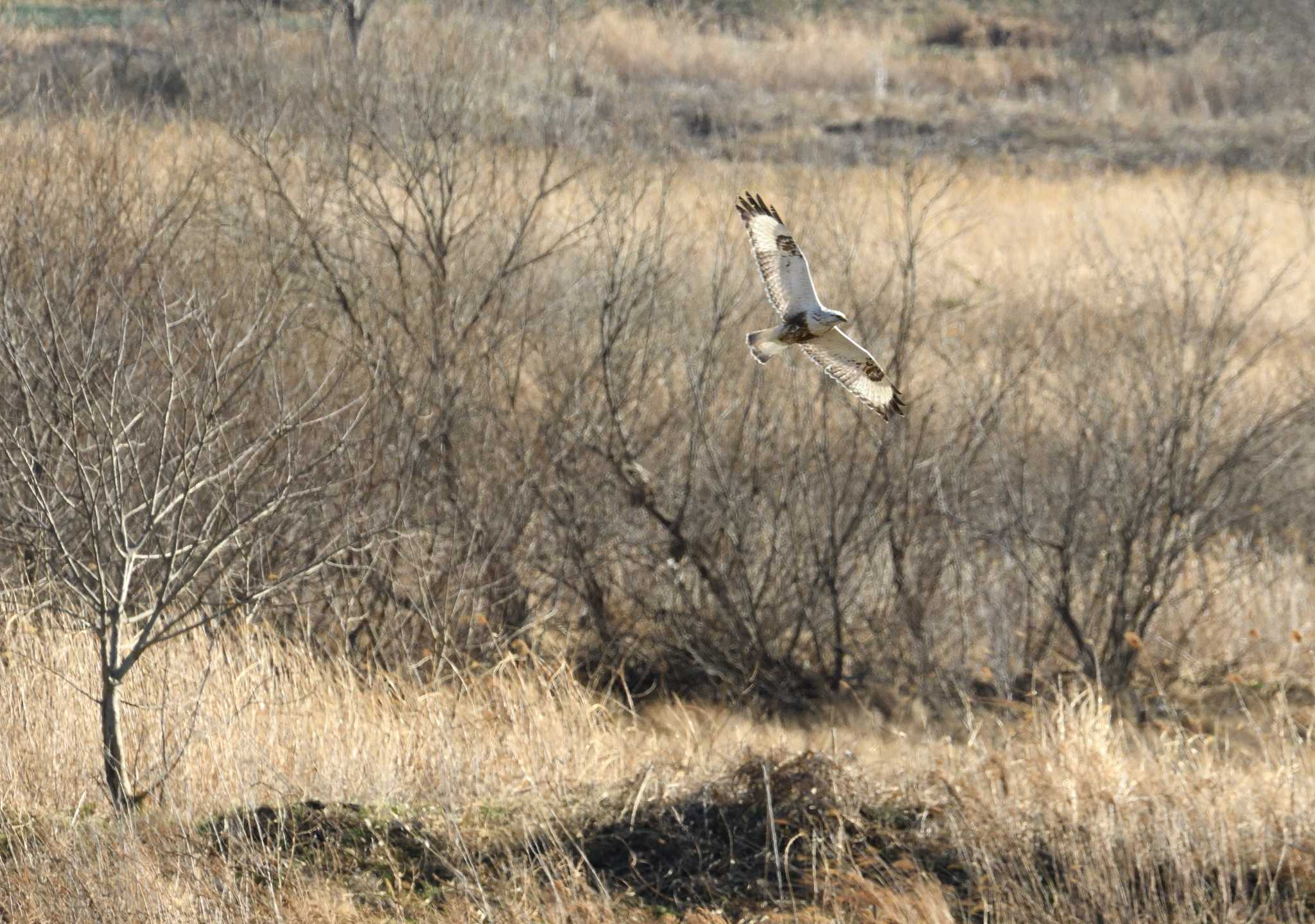 Rough-legged Buzzard