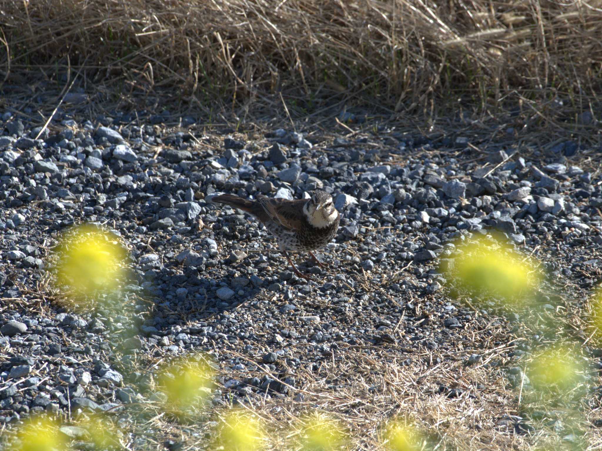 Dusky Thrush