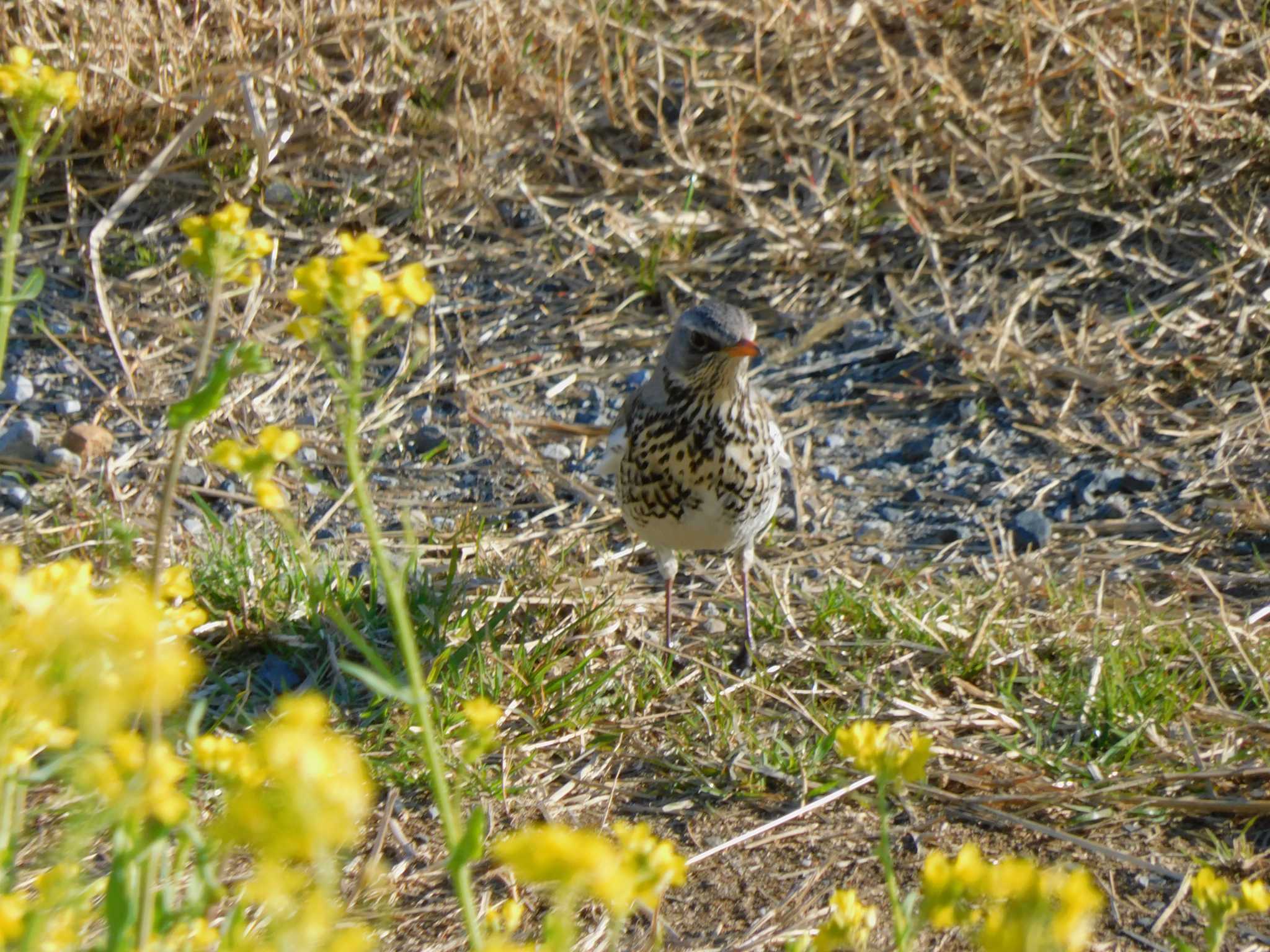 Fieldfare