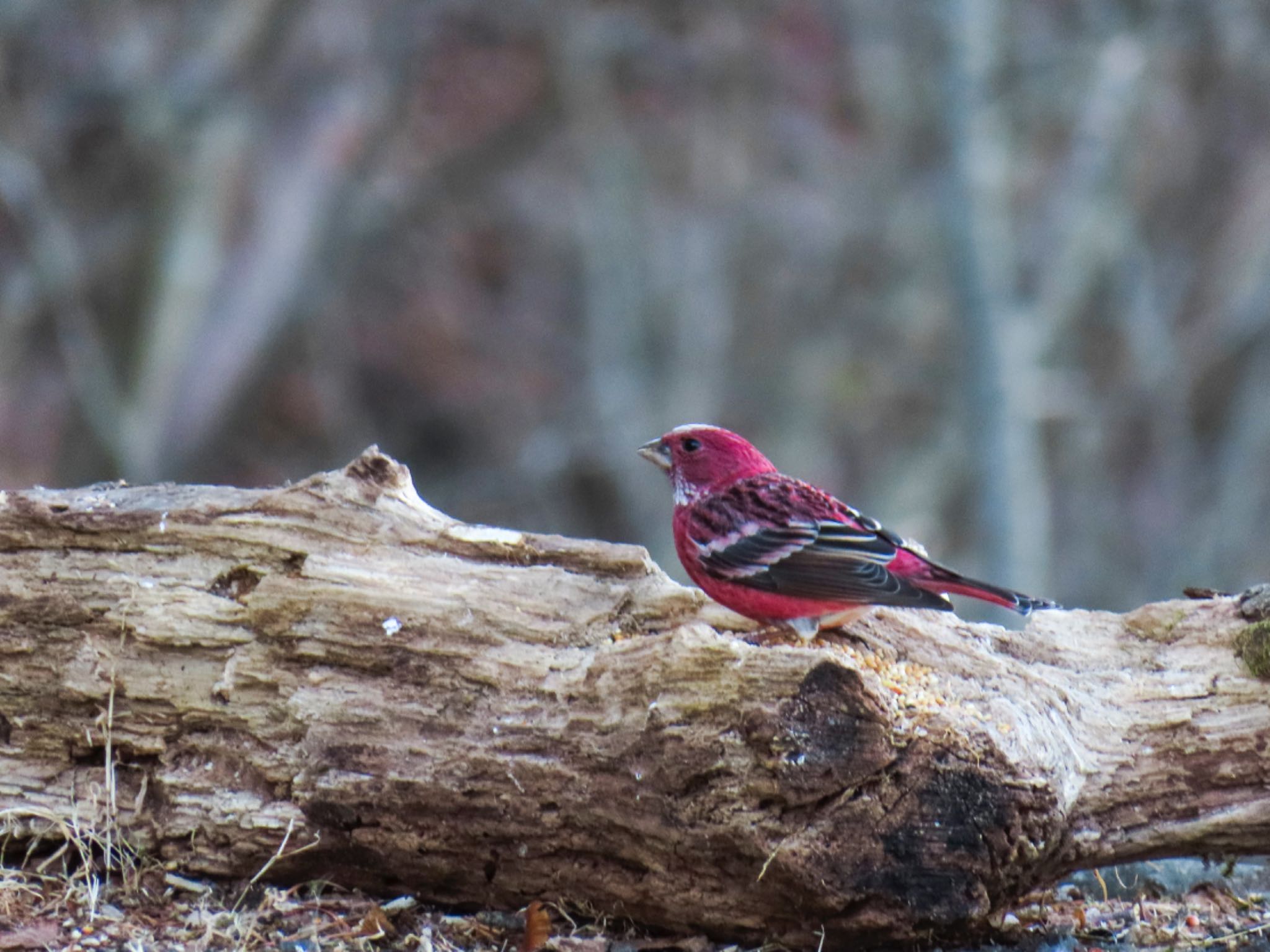 Photo of Pallas's Rosefinch at  by risa