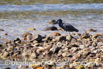 Pacific Reef Heron Ishigaki Island Fri, 11/30/2018