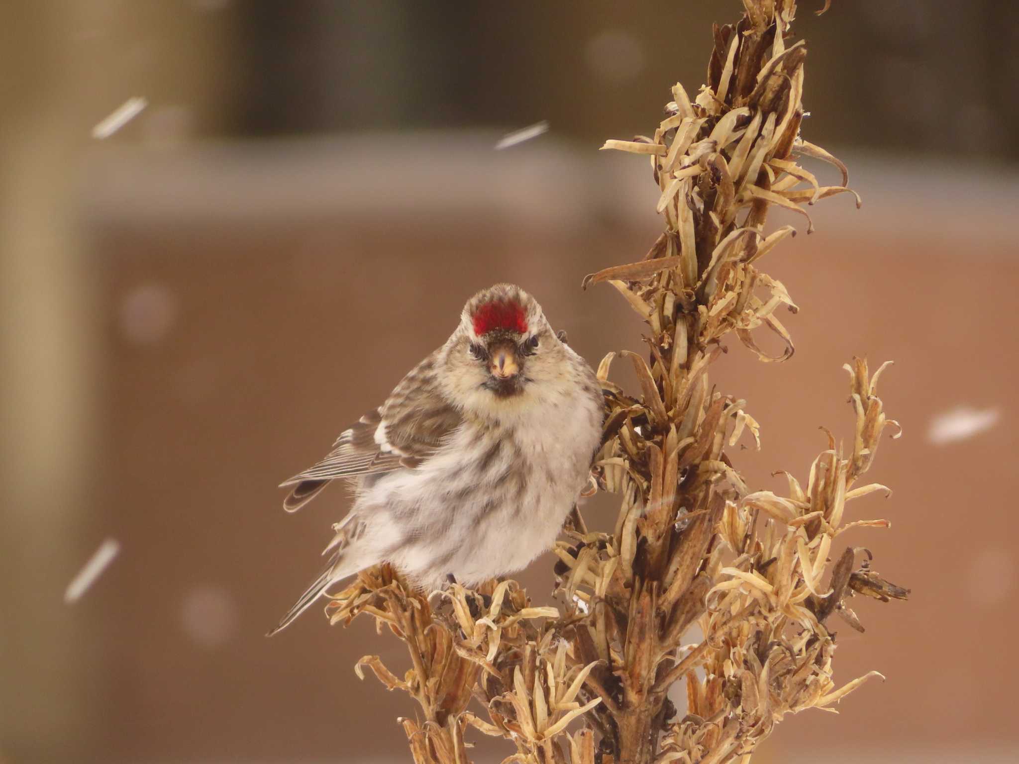 Common Redpoll