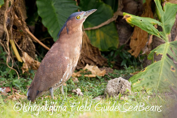 Malayan Night Heron Ishigaki Island Fri, 11/30/2018