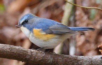 ルリビタキ 三木総合防災公園 2024年2月26日(月)