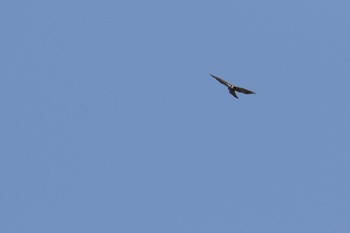 Eurasian Goshawk 小幡緑地 Fri, 11/30/2018