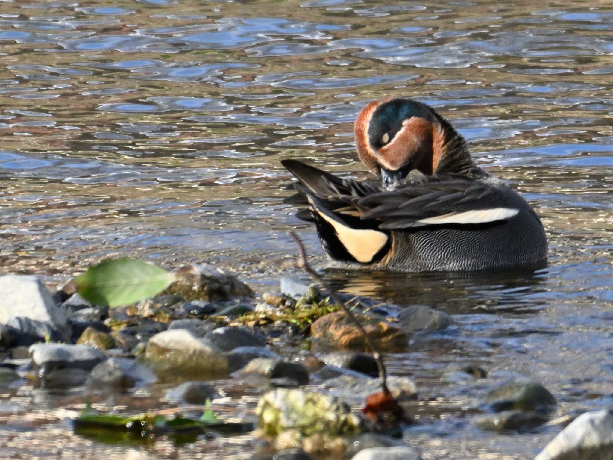 Eurasian Teal