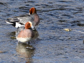 Eurasian Wigeon 鴨川 Sat, 2/24/2024