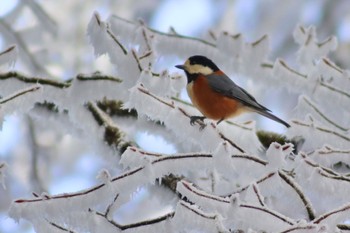 Varied Tit 金剛山 Sat, 2/24/2024