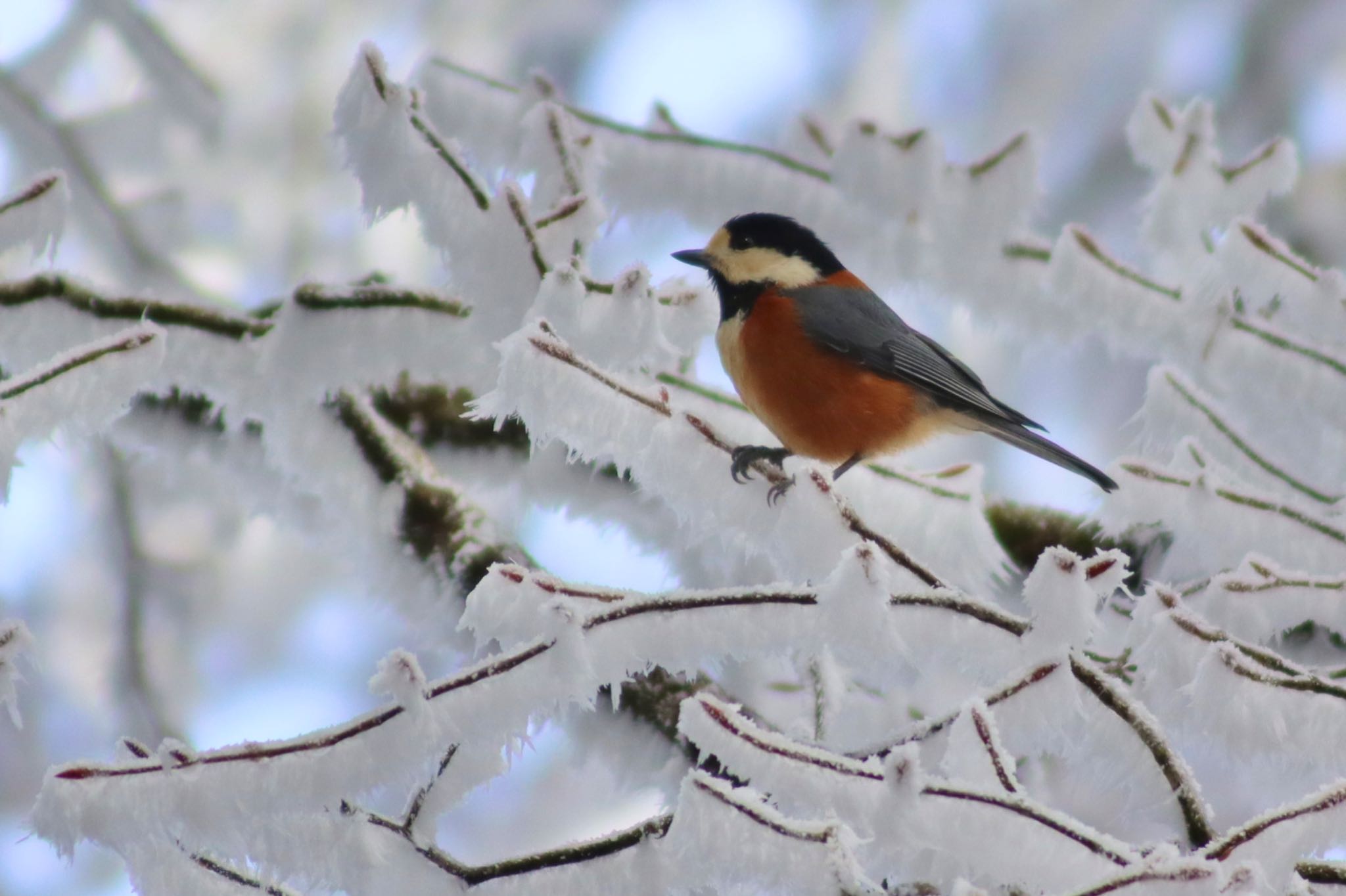 Photo of Varied Tit at 金剛山 by Tak_O