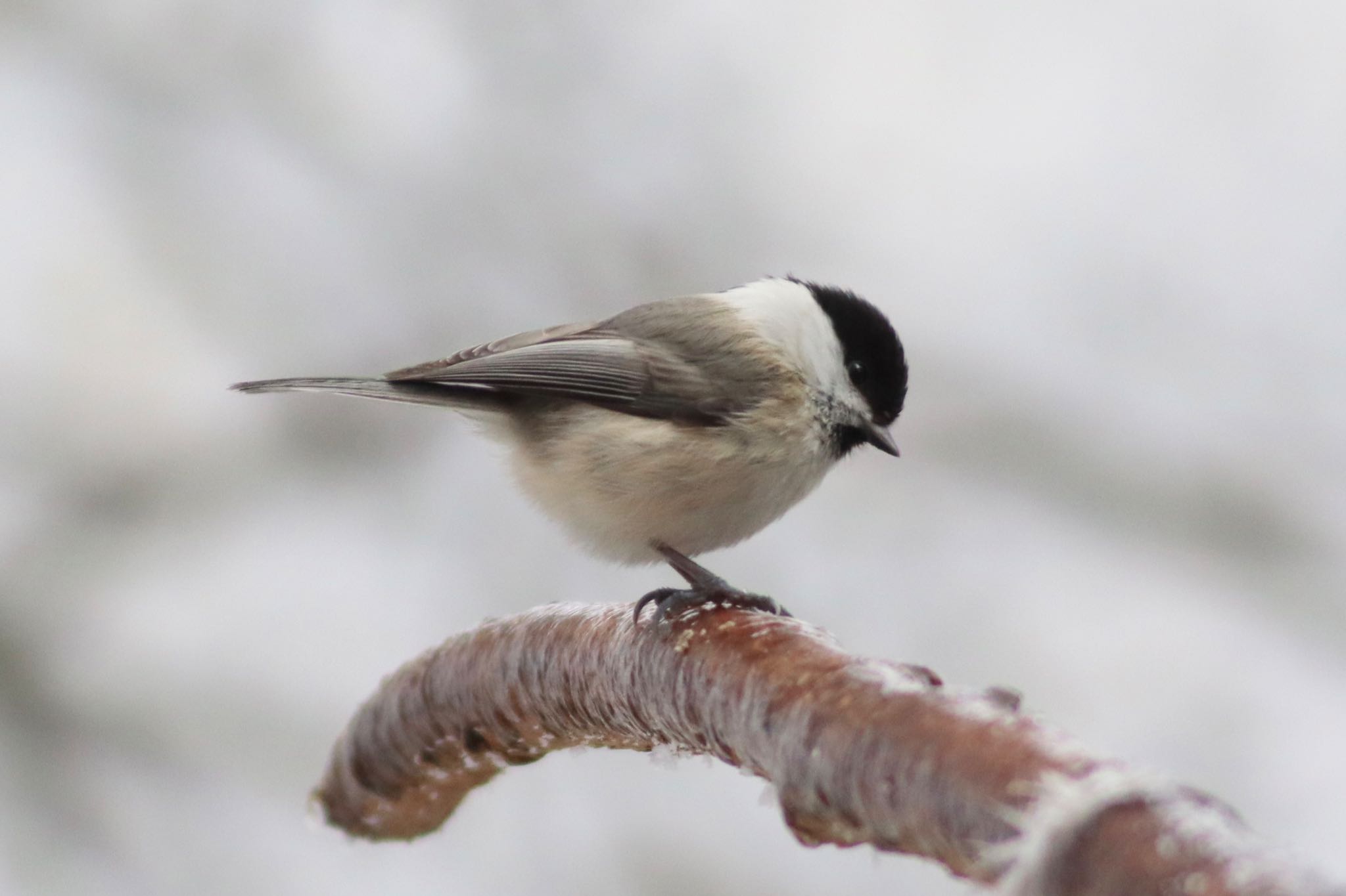 Photo of Willow Tit at 金剛山 by Tak_O