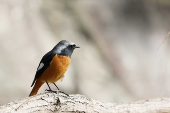 Daurian Redstart 小幡緑地 Fri, 11/30/2018