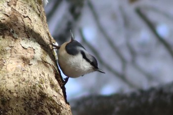 ゴジュウカラ 金剛山 2024年2月24日(土)