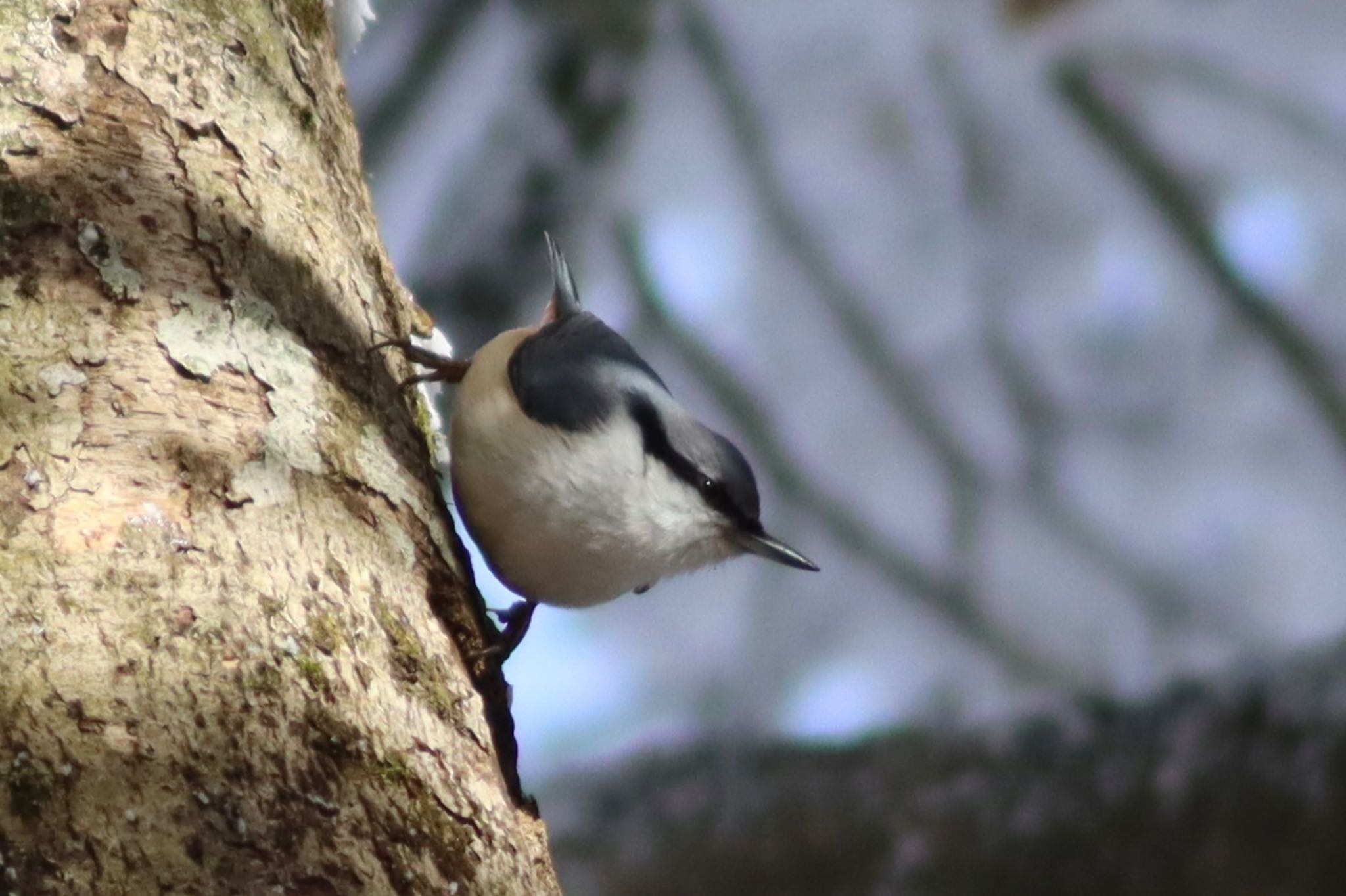 Photo of Eurasian Nuthatch at 金剛山 by Tak_O