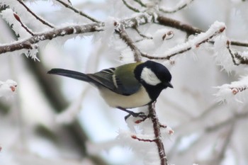 Japanese Tit 金剛山 Sat, 2/24/2024