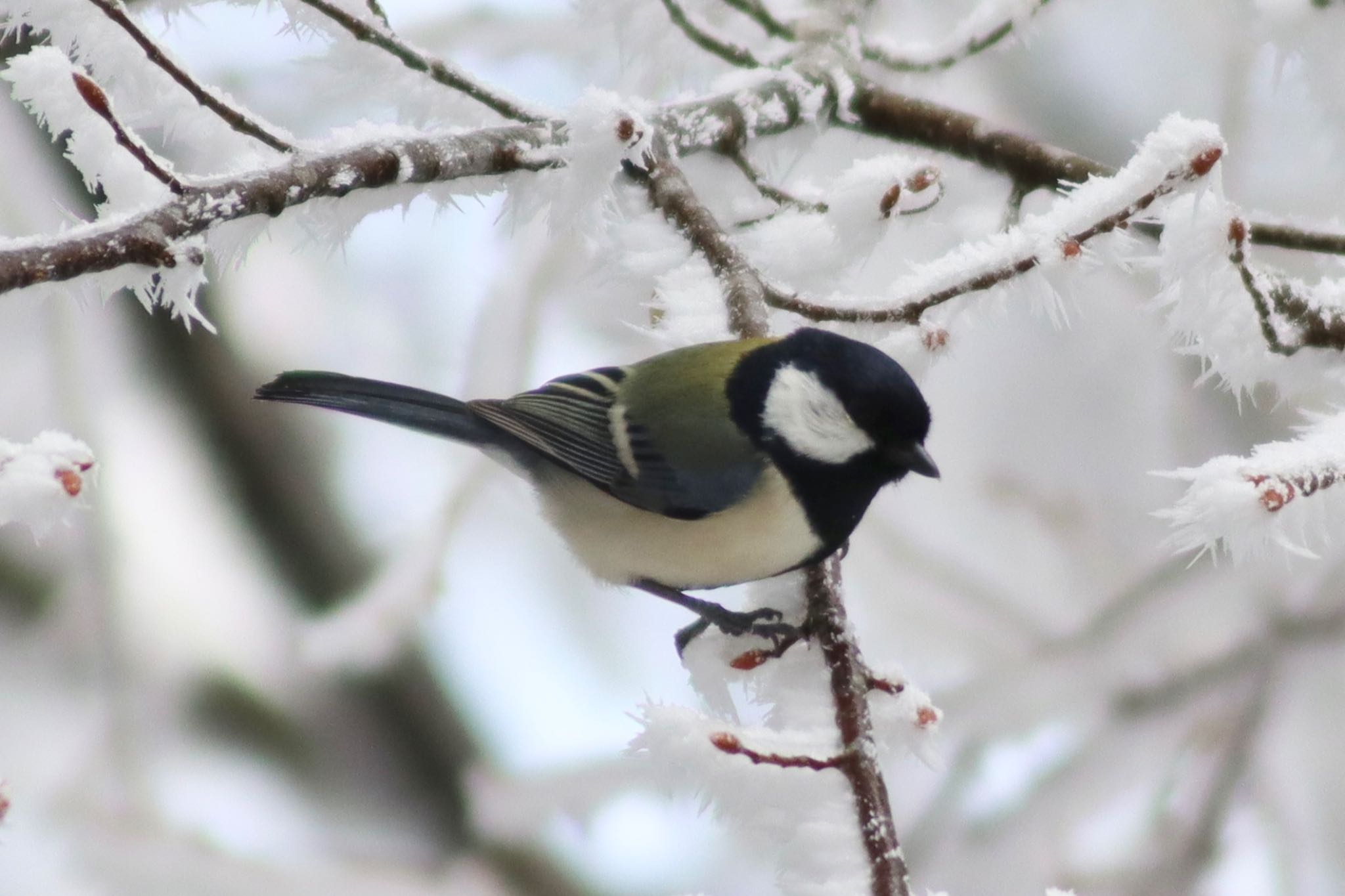 Photo of Japanese Tit at 金剛山 by Tak_O