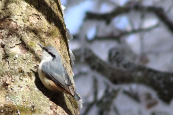 Eurasian Nuthatch 金剛山 Sat, 2/24/2024