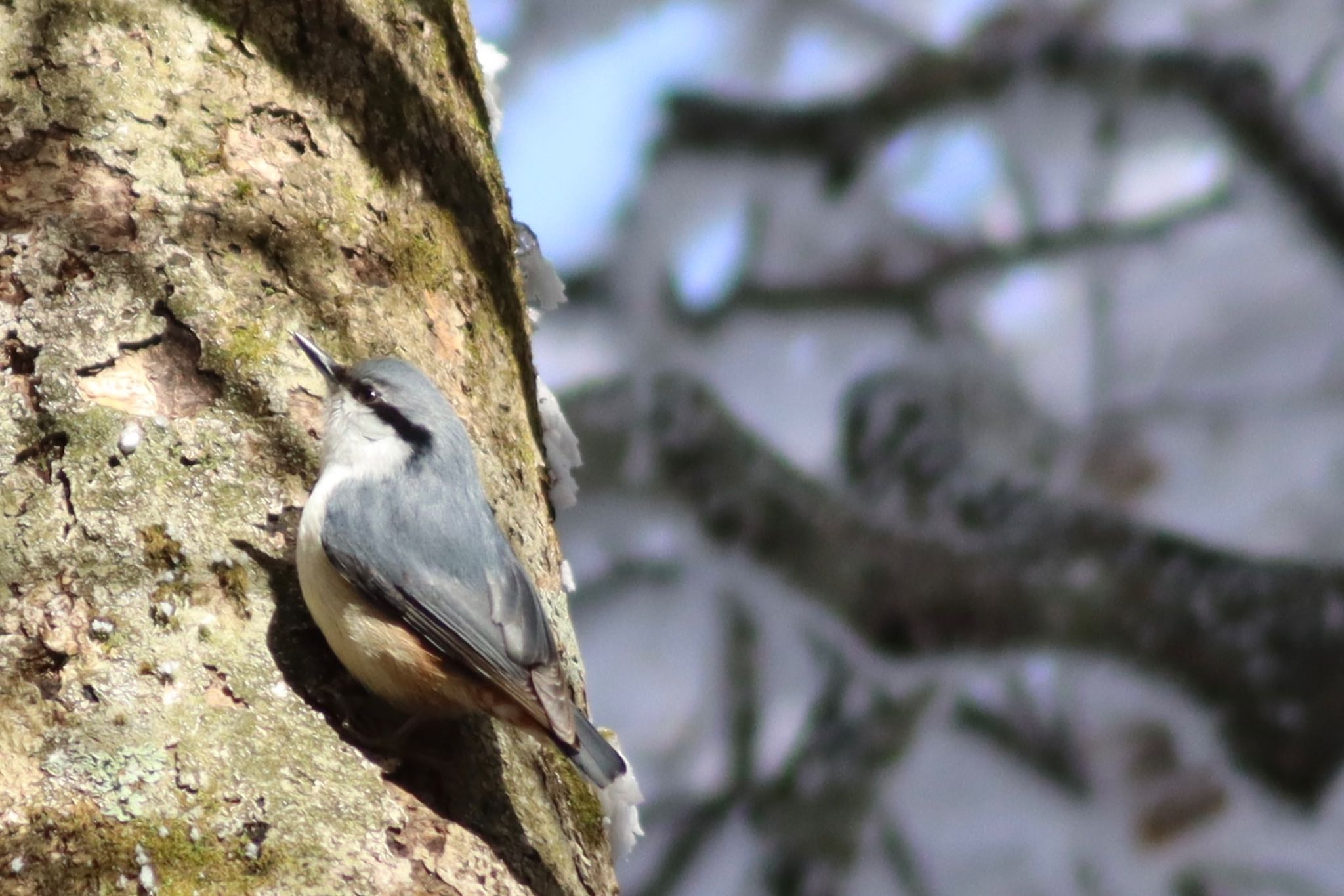 Photo of Eurasian Nuthatch at 金剛山 by Tak_O