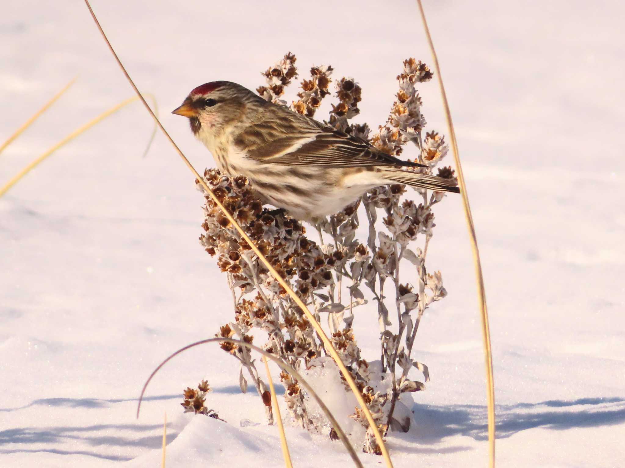 Common Redpoll