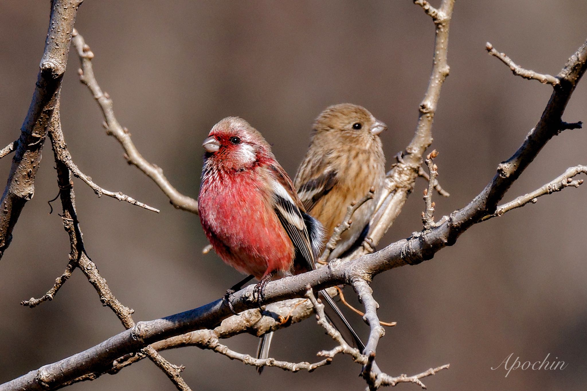 Siberian Long-tailed Rosefinch