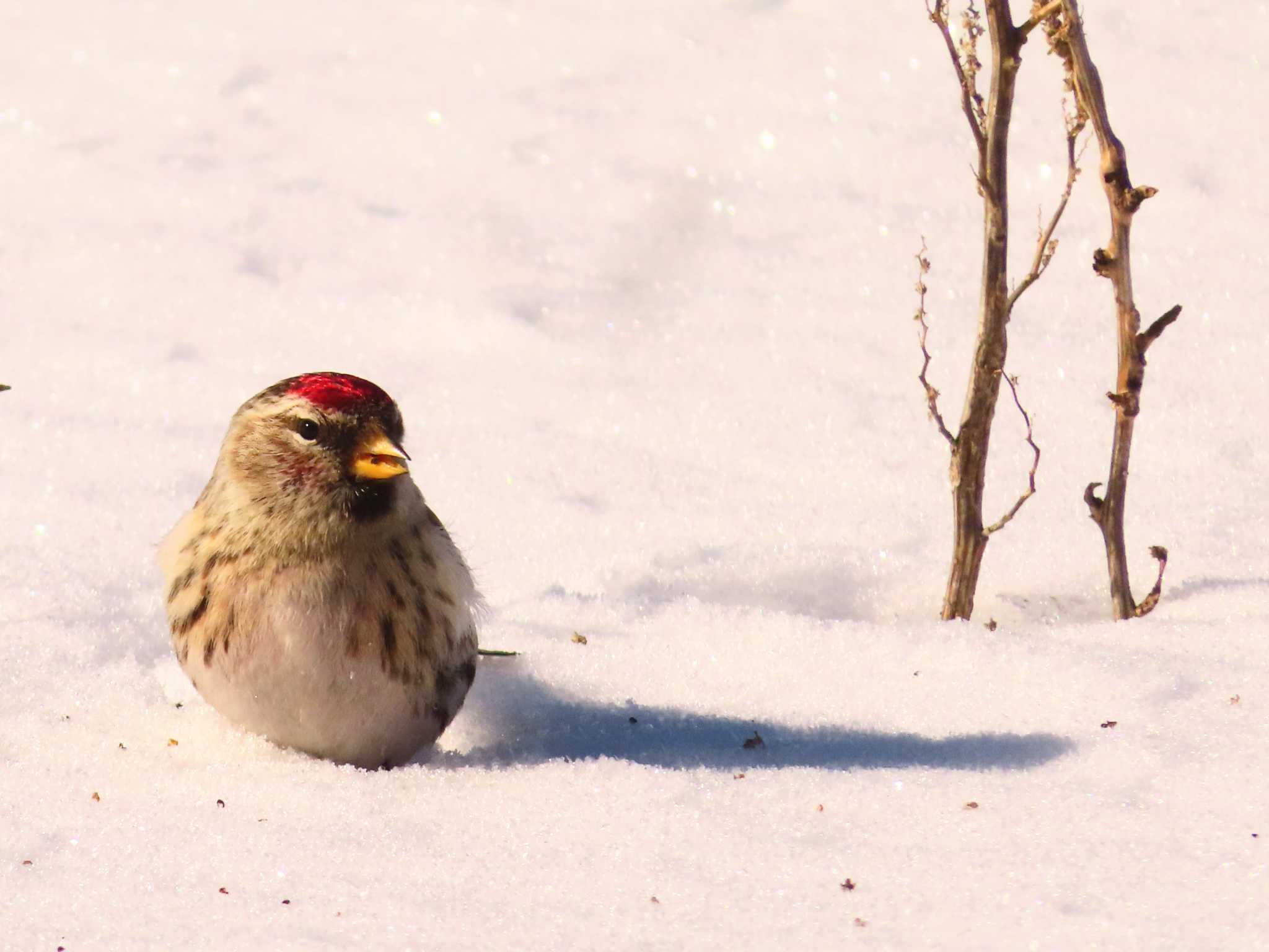 Photo of Common Redpoll at 鵡川河口 by ゆ