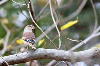 Hawfinch 小幡緑地 Fri, 11/30/2018