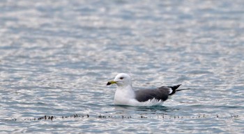 Black-tailed Gull 御前崎漁港 Sat, 2/24/2024