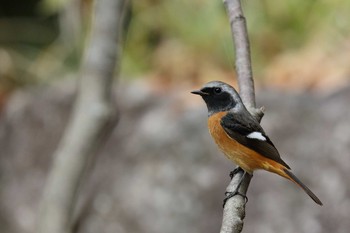 Daurian Redstart 小幡緑地 Fri, 11/30/2018