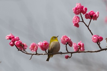 Warbling White-eye 湯河原梅林 Sat, 2/24/2024