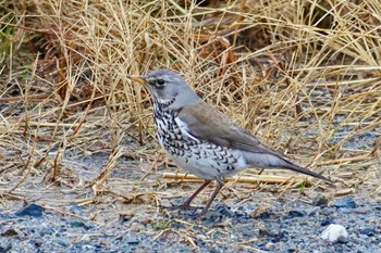 Fieldfare 群馬県 Fri, 2/23/2024