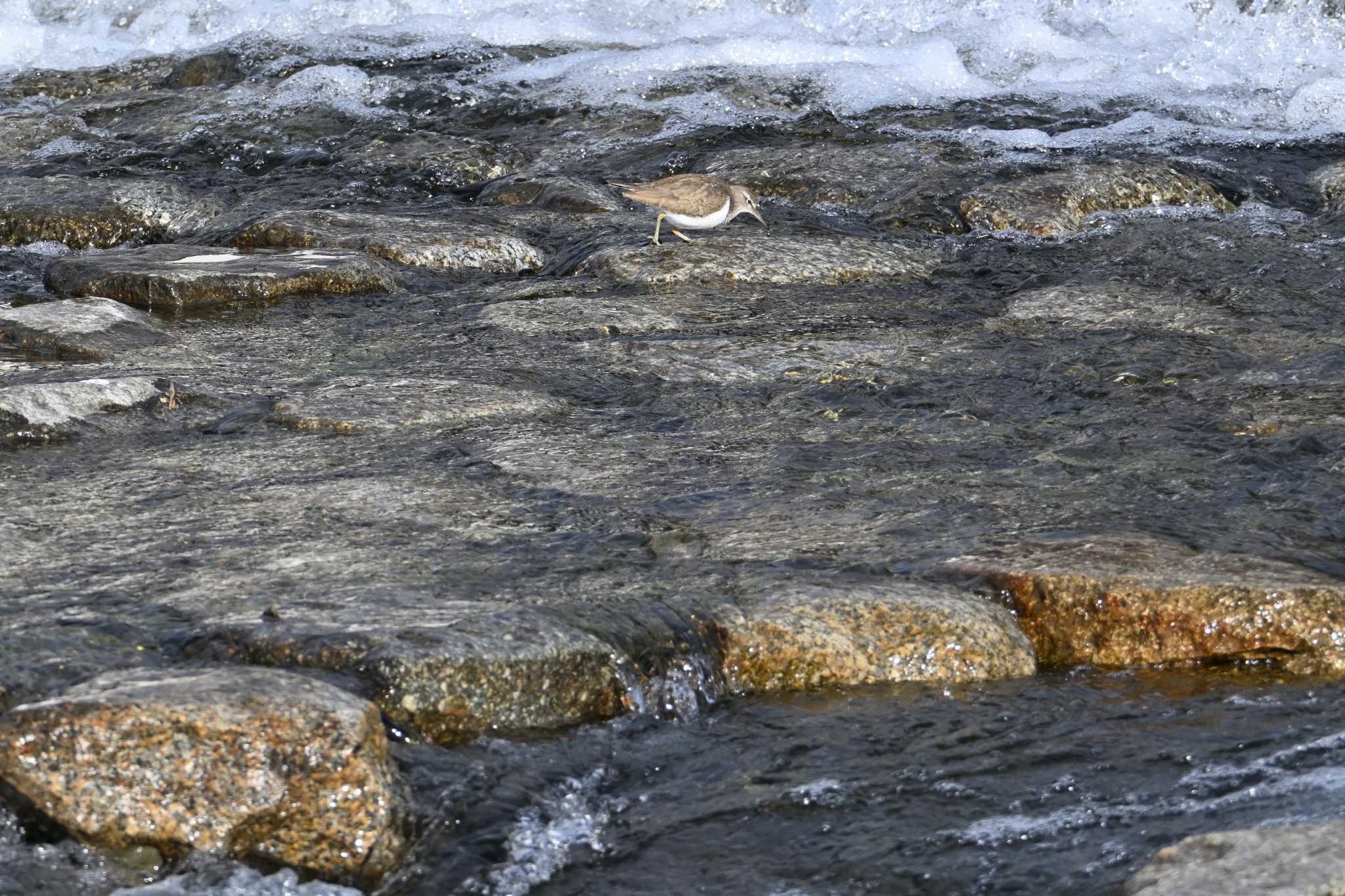 Common Sandpiper