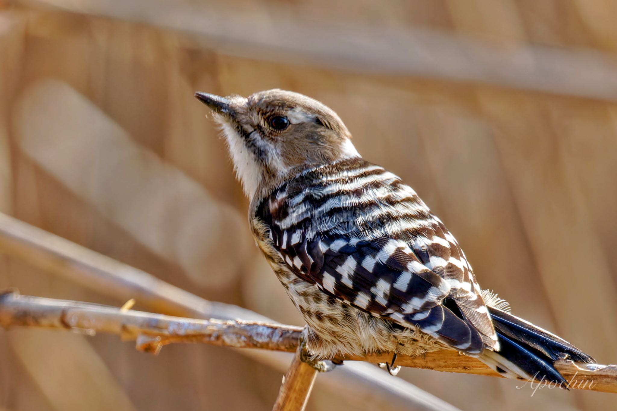 Photo of Japanese Pygmy Woodpecker at Showa Kinen Park by アポちん