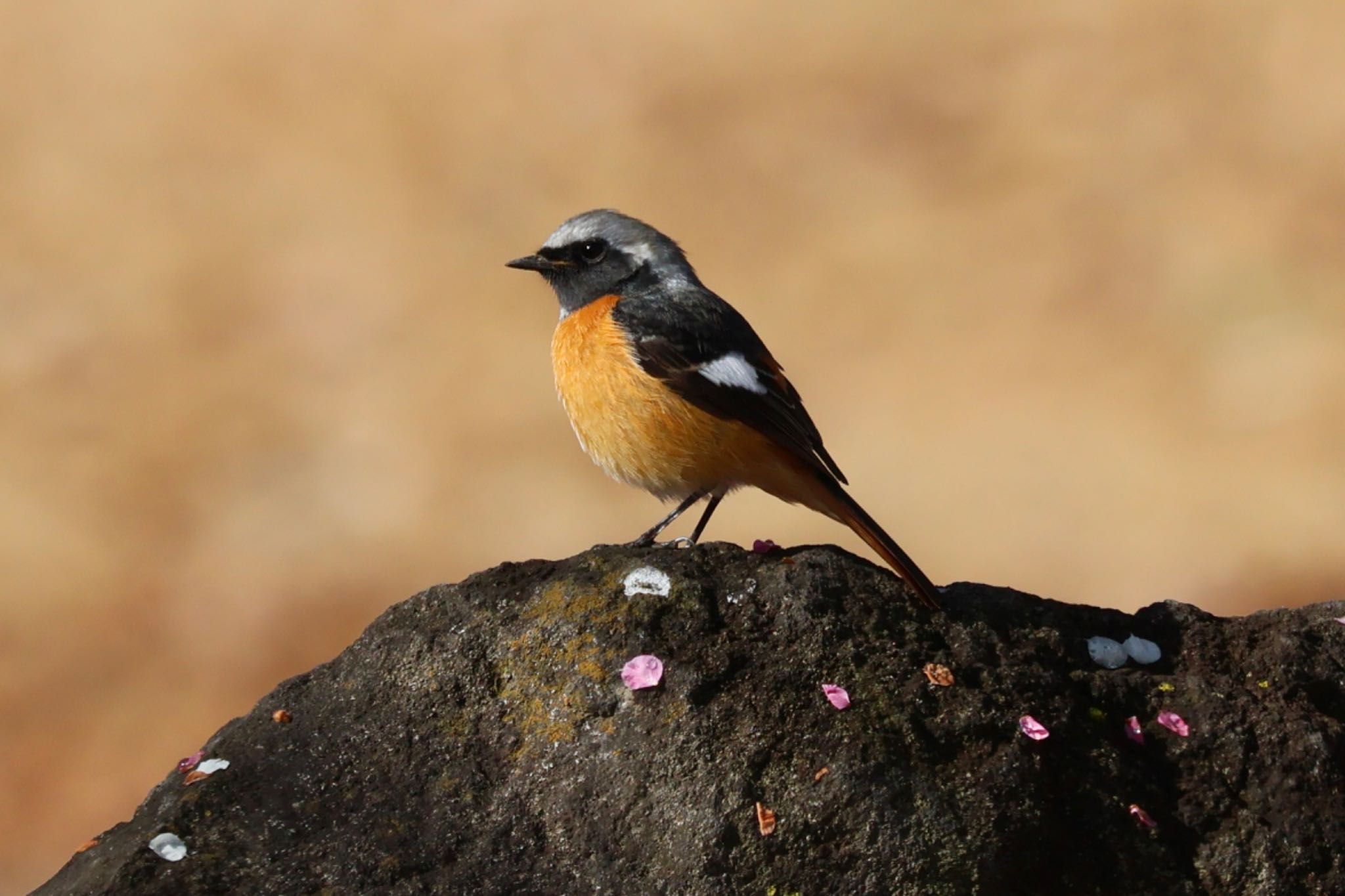 Daurian Redstart