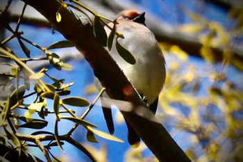 2024年2月24日(土) 大室公園の野鳥観察記録