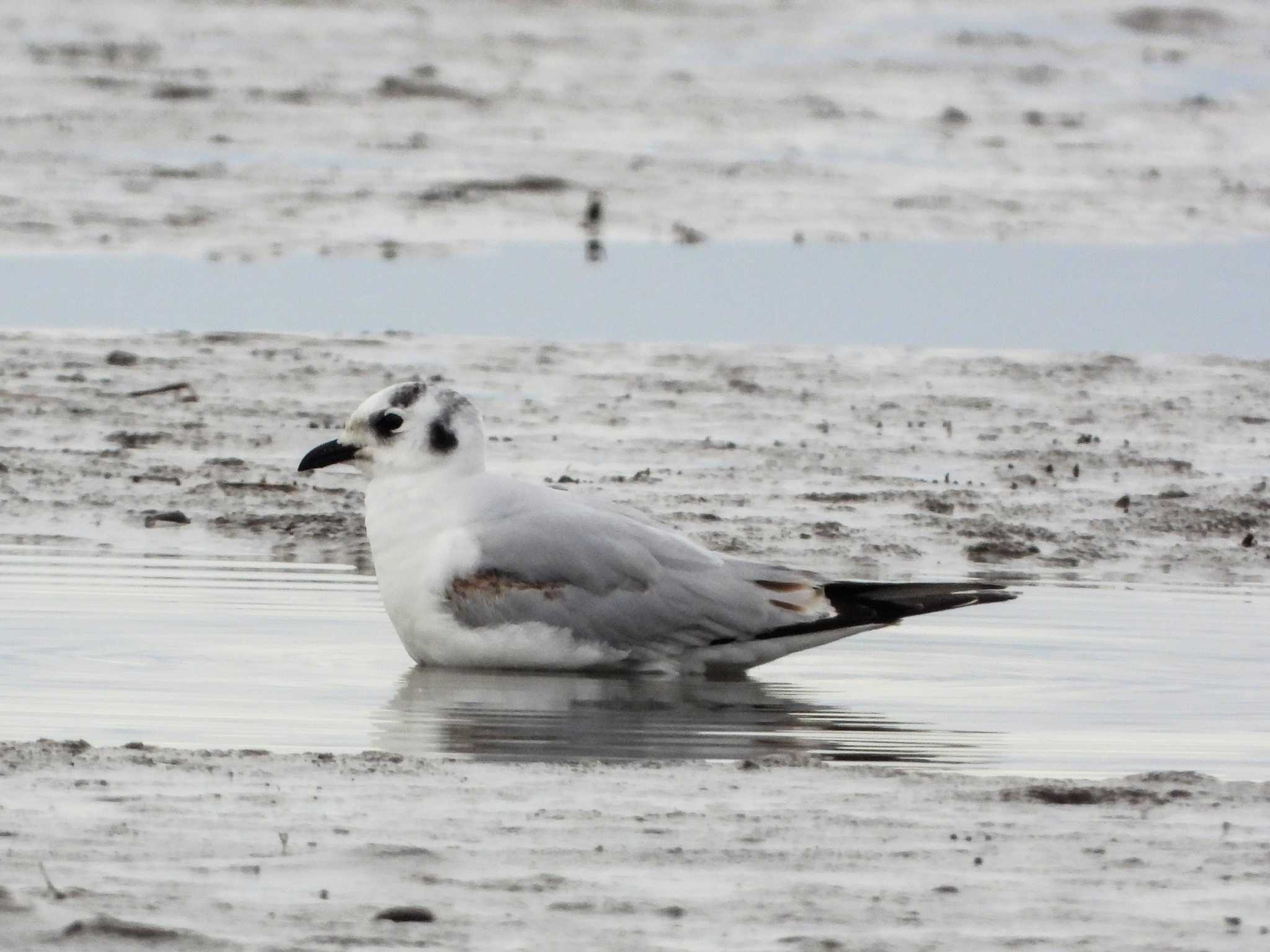 Photo of Saunders's Gull at  by サジタリウスの眼