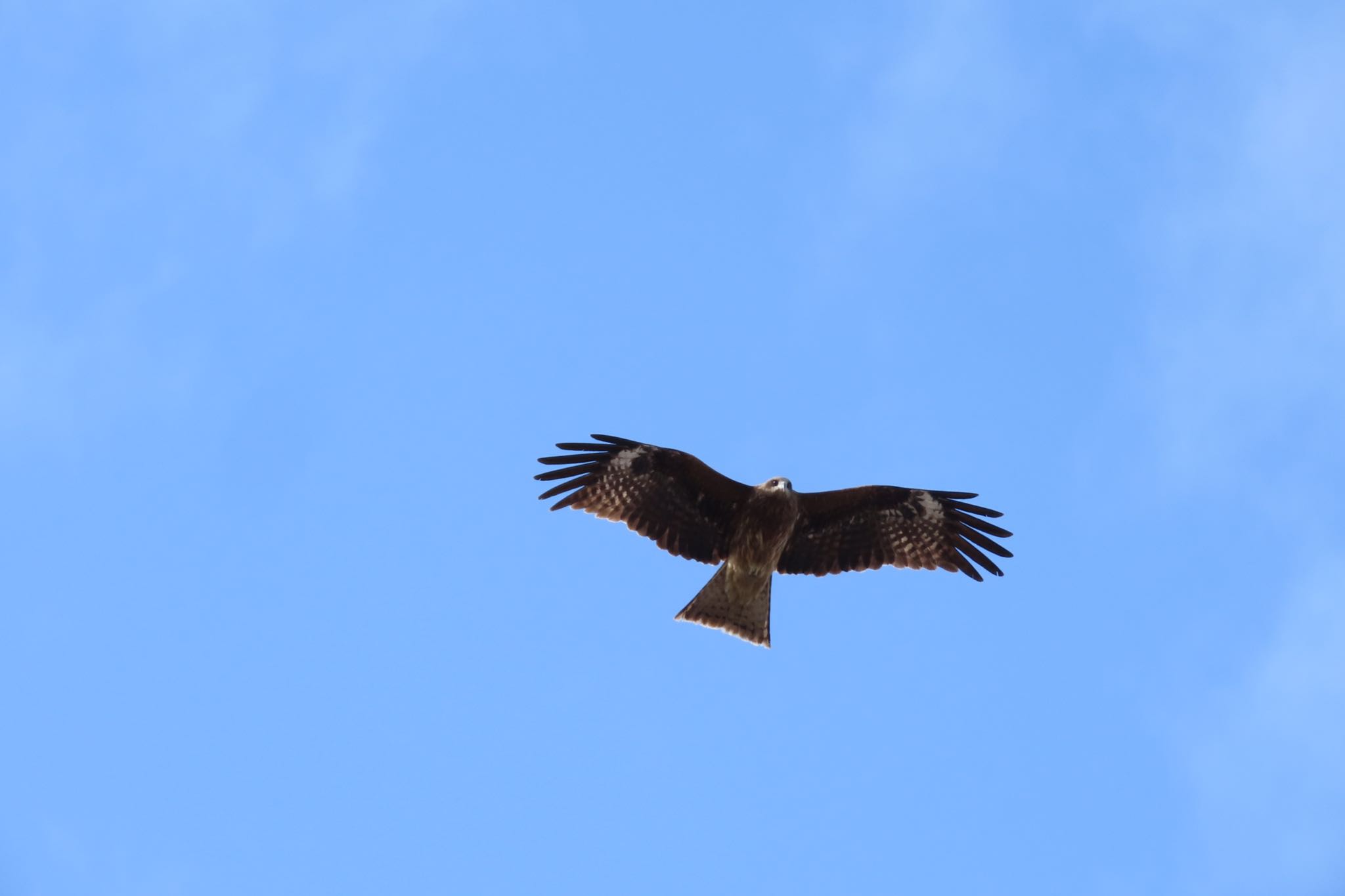 Photo of Black Kite at 金沢市・犀川 by yossan1969