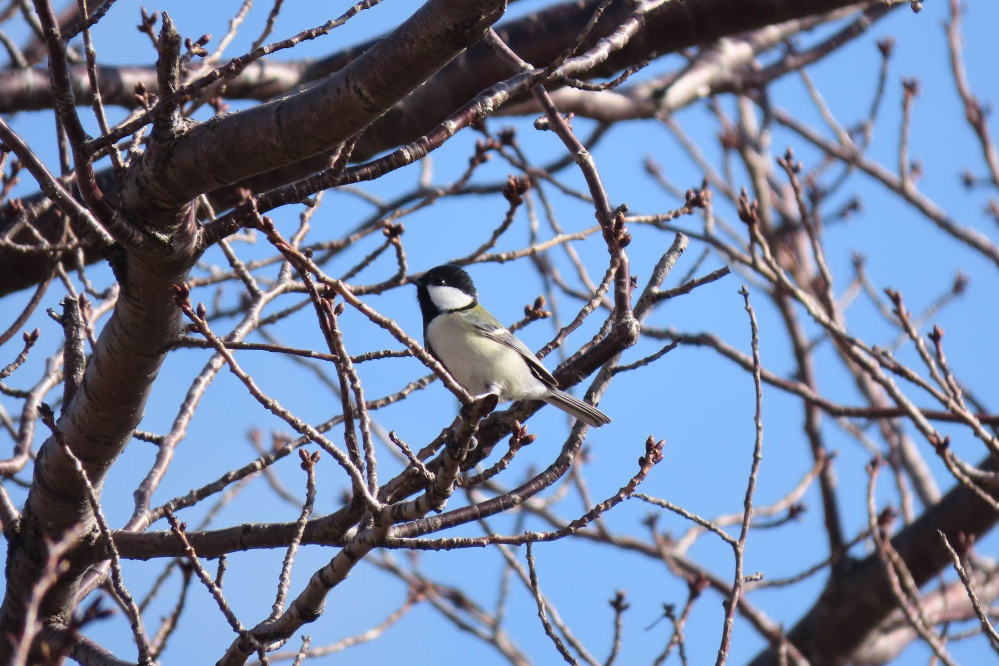 Photo of Japanese Tit at 金沢市・健民海浜公園 by yossan1969