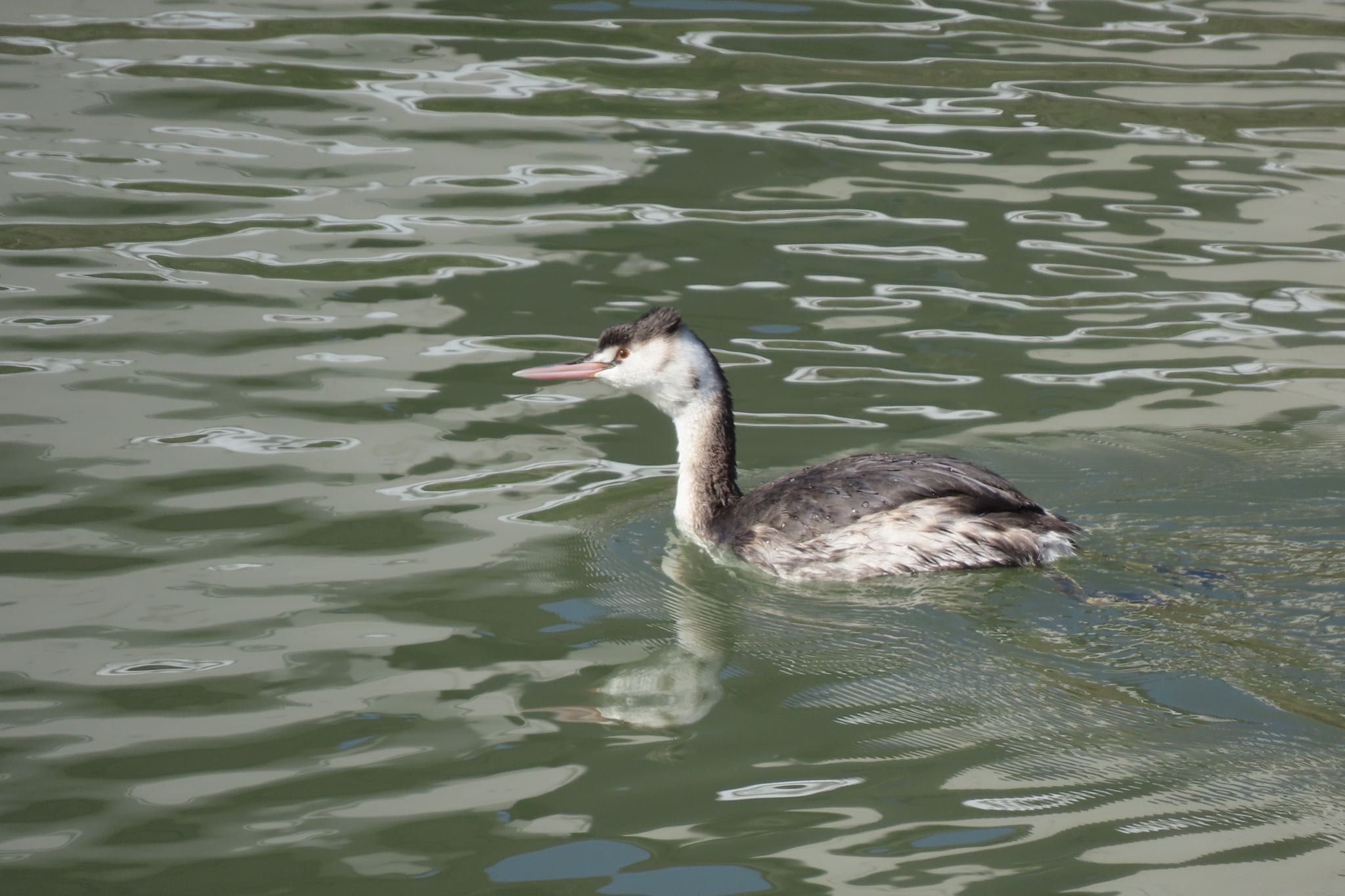 Photo of Great Crested Grebe at 金沢市・犀川 by yossan1969