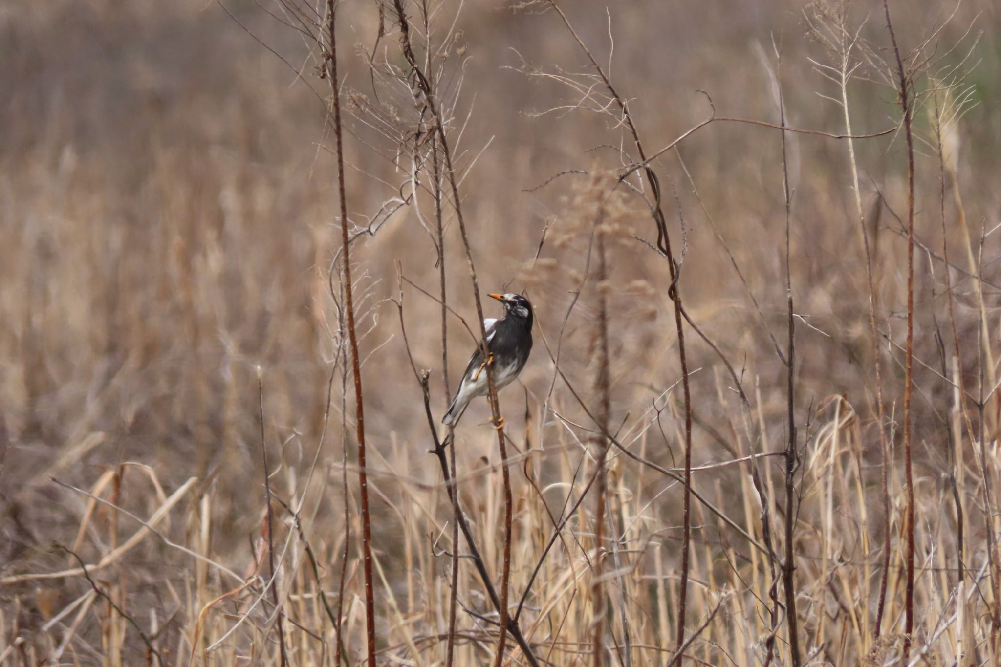 Photo of Dusky Thrush at 金沢市・犀川 by yossan1969